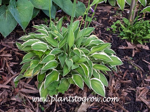 Hush Puppie Hosta
A three year old plant, once transplanted that is 6 by 14 inches.
